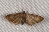Eupithecia assimilata