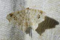 Macaria notata