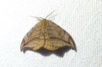 Drepana curvatula