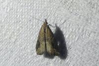 Schrankia costaestrigalis
