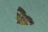 Perizoma alchemillata