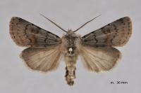 Agrotis cinerea