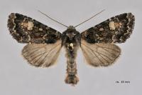 Apamea rubrirena