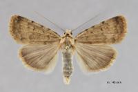 Autophila dilucida