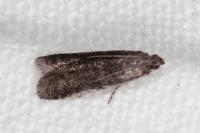 Ephestia disparella