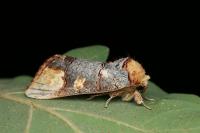 Phalera bucephaloides