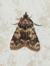 Aglossa caprealis