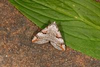 Aplocera praeformata