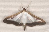 Cydalima perspectalis