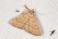 Paracolax tristalis