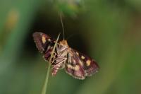 Pyrausta purpuralis
