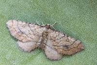 Coenocalpe millierata