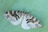 Nothocasis sertata