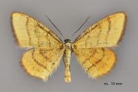 Idaea flaveolaria