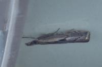 Agriphila geniculea