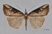 Hypena obesalis