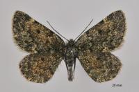 Psodos canaliculata