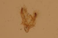 Denticucullus pygmina