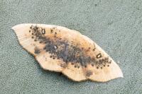 Cyclophora lennigiaria