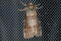 Cymatophorina diluta