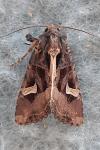 Trigonophora flammea