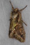 Allophyes oxyacanthae