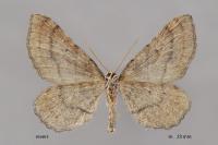 Coenocalpe millierata