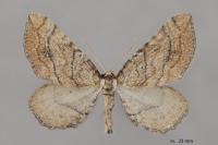 Coenocalpe millierata