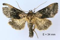 Abrostola asclepiadis