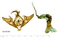 Abrostola asclepiadis