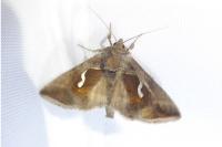 Macdunnoughia confusa