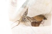 Euclidia mi