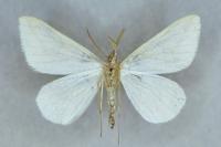 Rhodometra sacraria