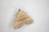 Herminia tarsicrinalis