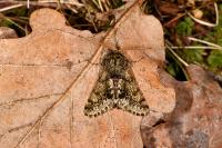 Apocheima hispidaria