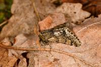 Apocheima hispidaria