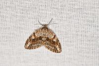 Trichopteryx polycommata