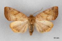 Cosmia trapezina