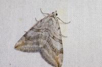 Aplocera efformata