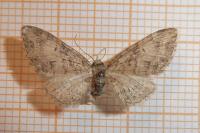 Eupithecia abbreviata