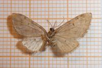 Eupithecia abbreviata