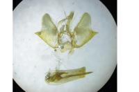 Eupithecia abbreviata