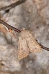 Orthosia gracilis