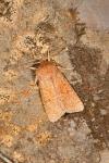 Orthosia miniosa