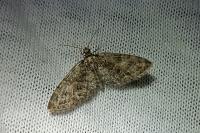 Eupithecia cocciferata