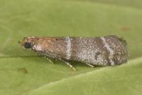 Vitula biviella