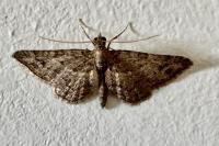 Gymnoscelis rufifasciata