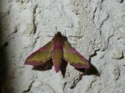 Deilephila porcellus