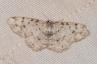 Aethalura punctulata