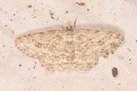 Ectropis crepuscularia